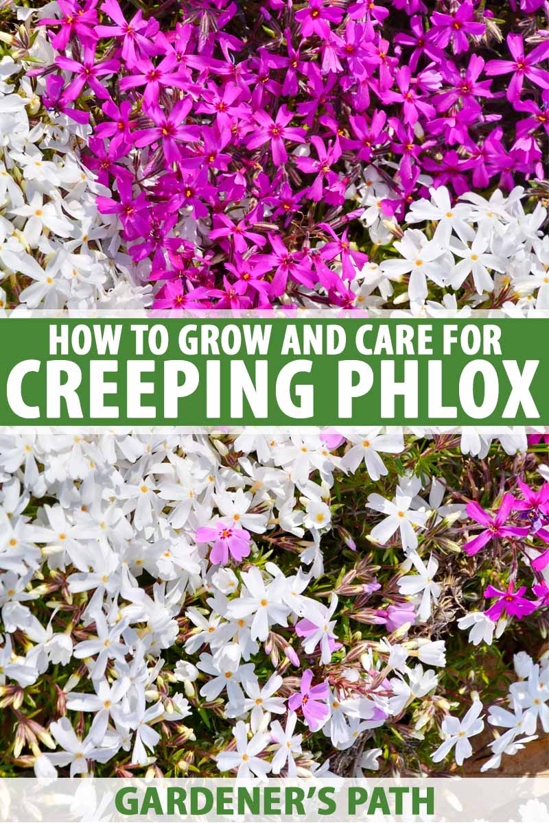 How To Grow And Care For Creeping Phlox Gardener S Path