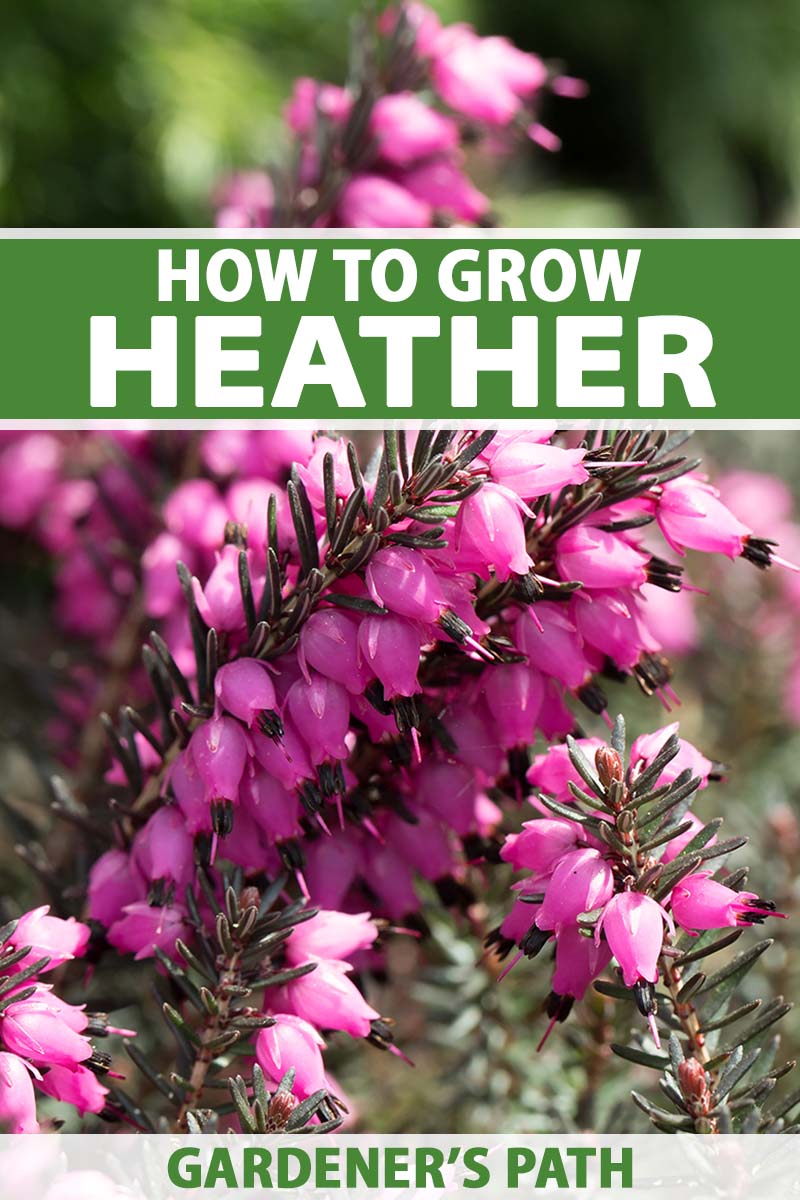 The Ultimate Guide To Companion Plants For Heather Clothing On Sale