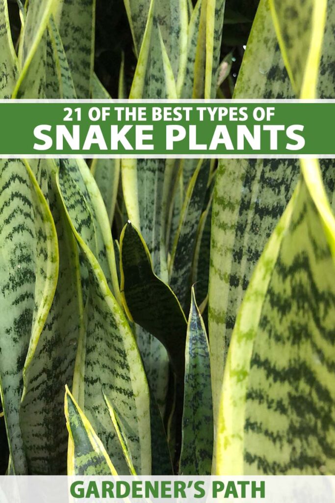 Different Varieties Of Snake Plants To Grow Indoors Gardeners Path