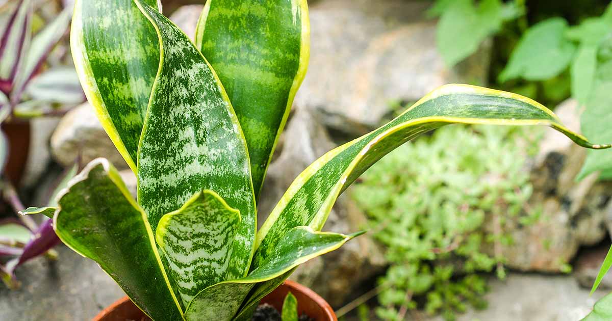 Different Varieties Of Snake Plants To Grow Indoors Make House Cool