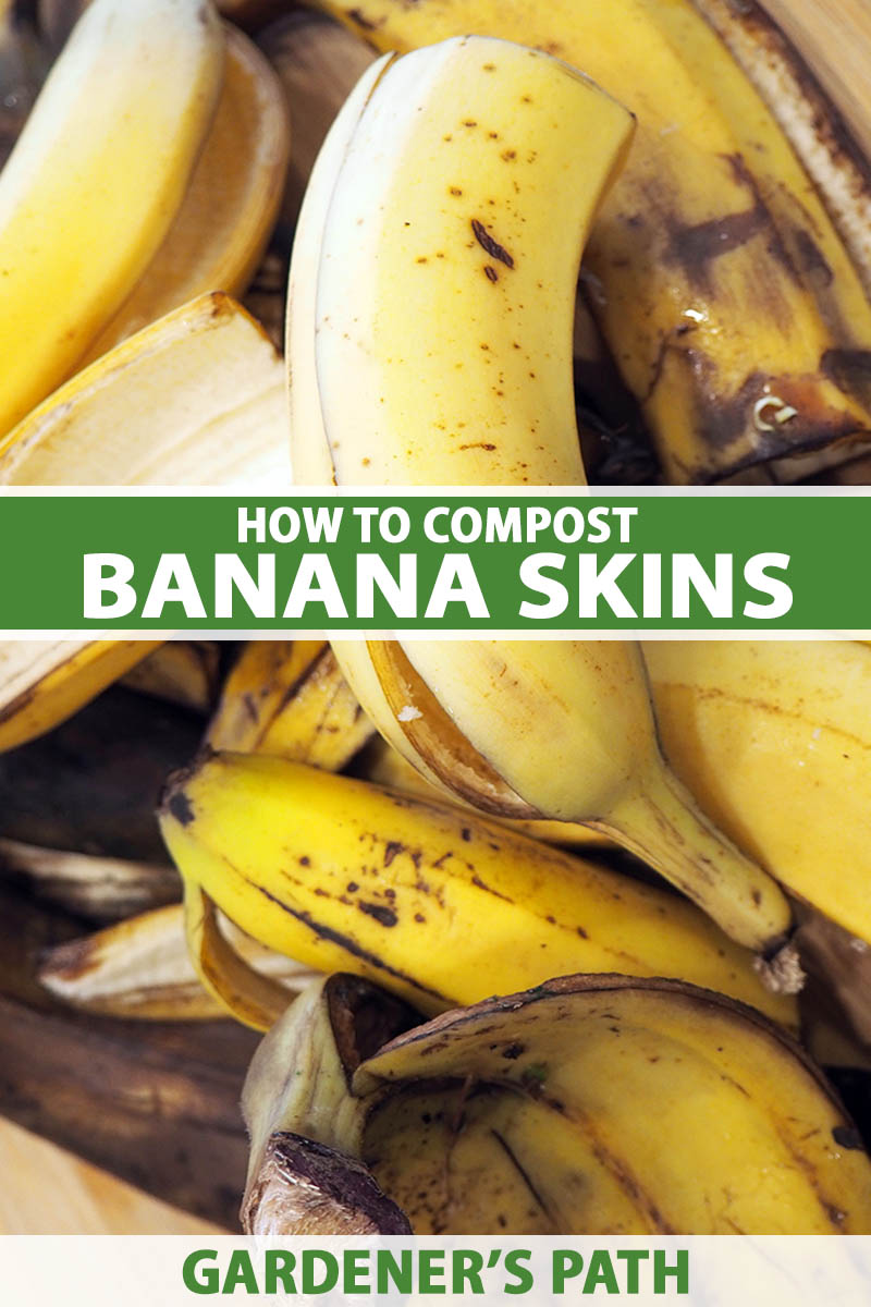 Easy Ways To Compost Banana Peels Gardeners Path