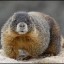 Killer Marmot