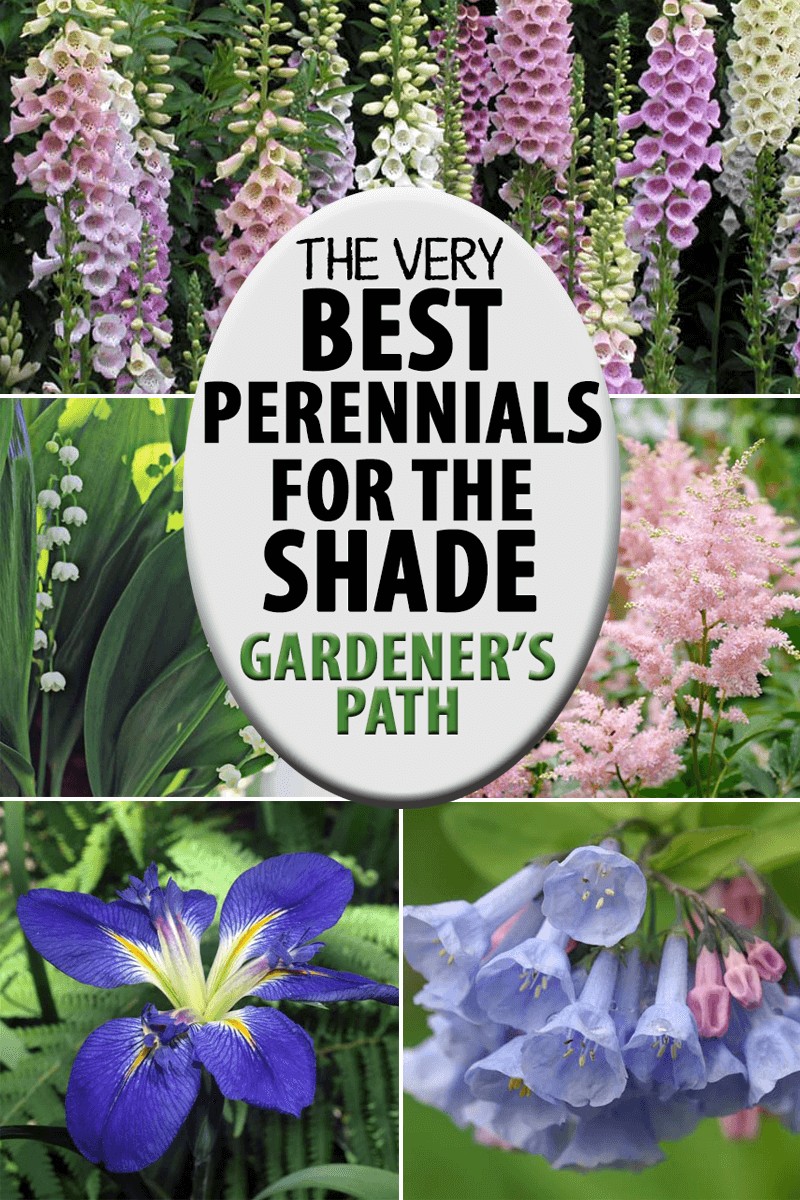 A collage of photos showing different types of shade friendly flowering perennials.