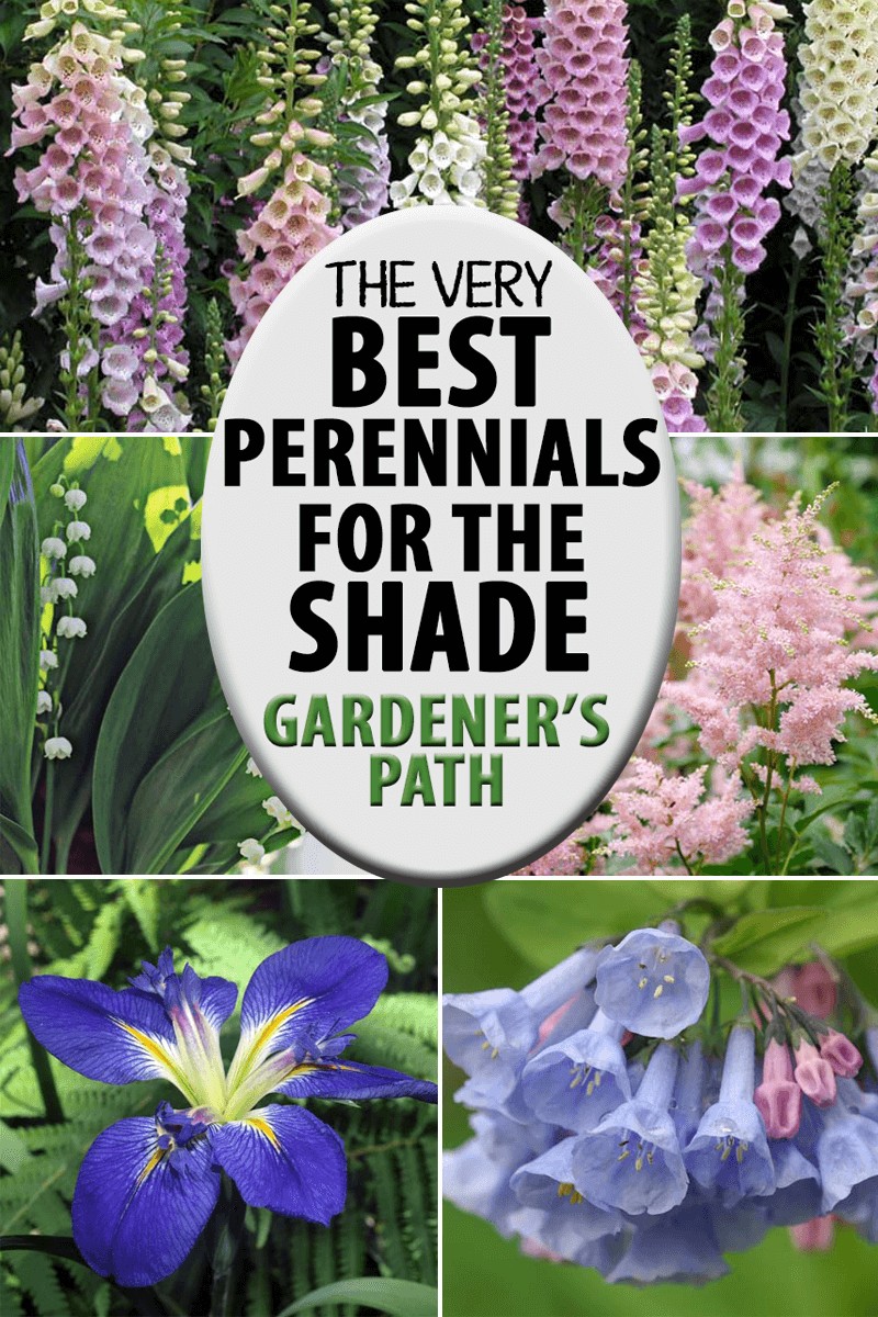 31 Perennial Flowers Plants For Shady Spots 56 OFF