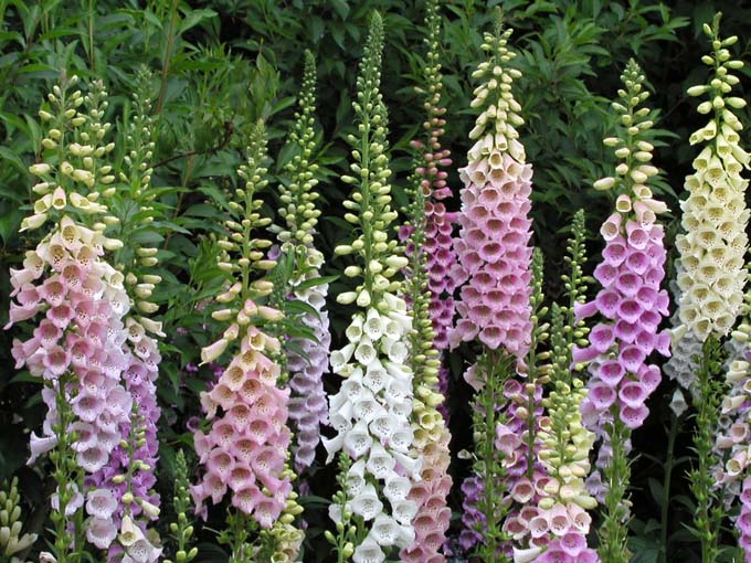 mulicolor foxglove in white, pink, peach, yellow green, and purple