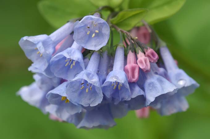 close up of virginia blue bells with blue flowers and pink buds