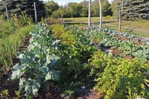 Try Our Tips to Get Started with No-Till Gardening