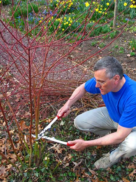 Pruning a young dogwood tree with long loppers.