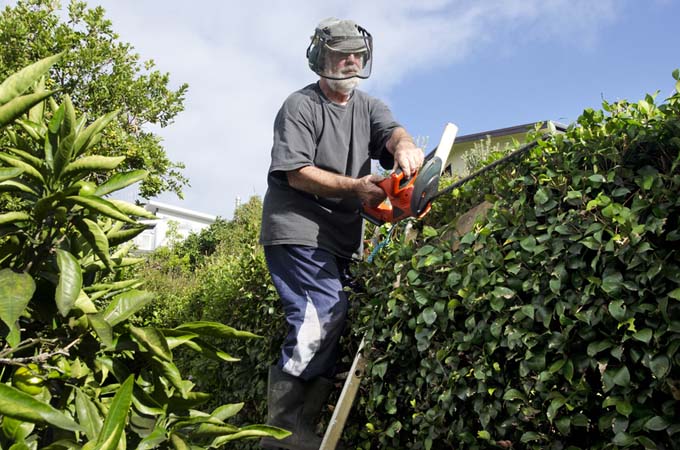 A man on a ladder wears a protective head covering to prune hedges with an electric cutting tool.