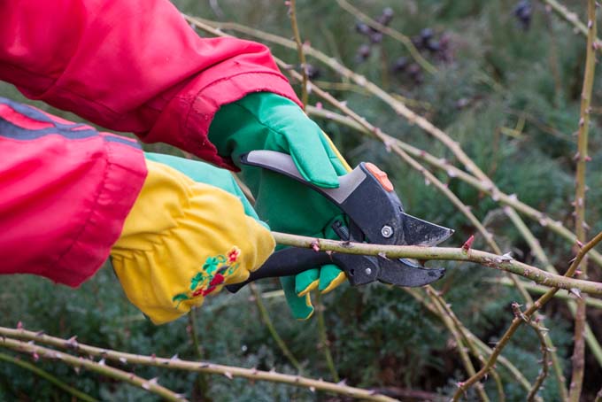 A woman prunes rose bushes with clippers, and she wears long sleeves and protective gloves.