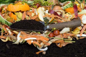 The Basics of Composting