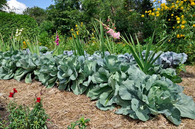 Cabbage and gladiolus flowers growing in ground prepared with the layer method, with a thick layer of straw mulch in and around the plants.