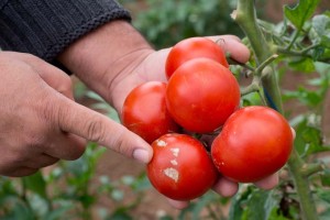 Two hands hold a half dozen tomatoes, with index finger of right hand pointing at blight infected area on one of the fruits, with green tomato plants in the background.