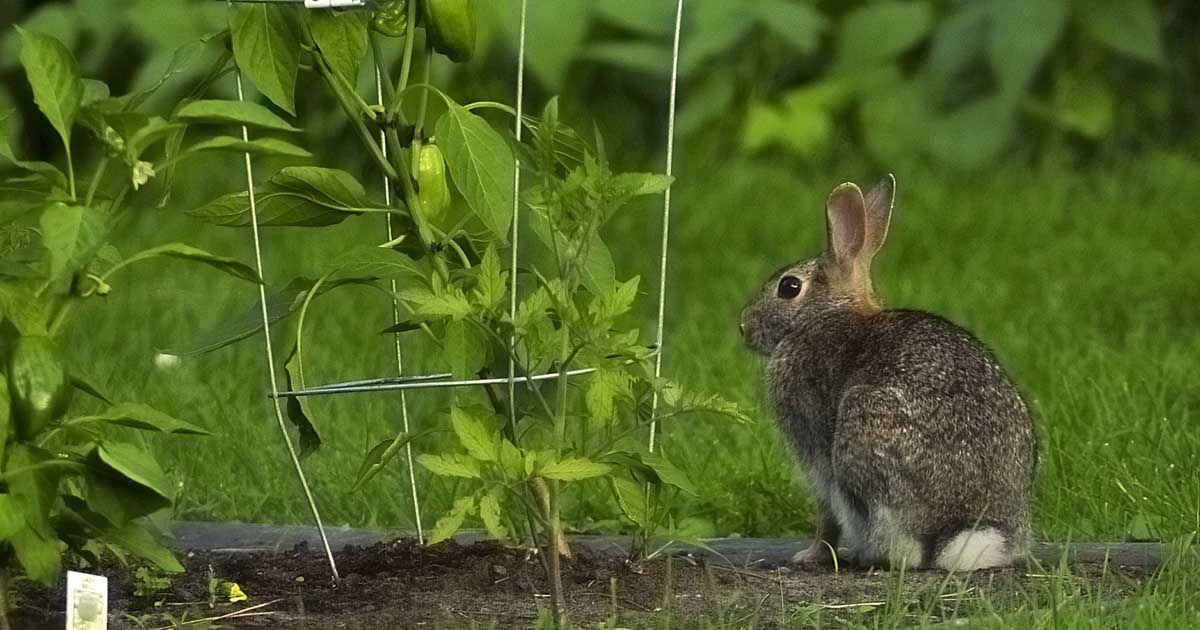 How to Keep Rabbits Out of Your Garden | Gardener's Path