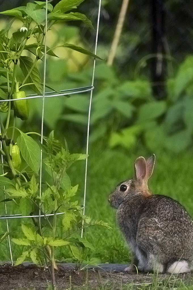 How To Keep Rabbits Out Of Your Garden Gardener S Path