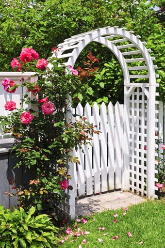 Une tonnelle arquée blanche, avec des roses grimpantes roses et une clôture blanche, des hostas jaune-vert, une pelouse verte et des arbres luxuriants avec des feuilles vertes en arrière-plan.