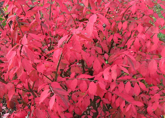 Vibrant red foliage of a burning bush in the fall.