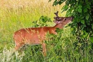 15 Best Deer-Resistant Landscape Trees for Your Yard