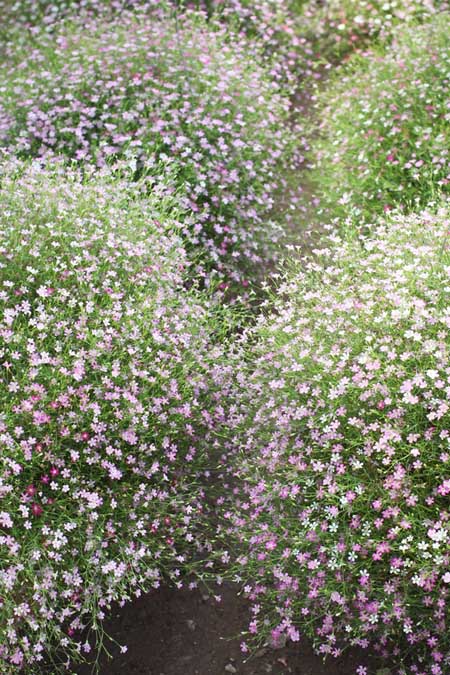 Four dense clusters of tiny pink baby's breath blooms, growing over a garden pathway.
