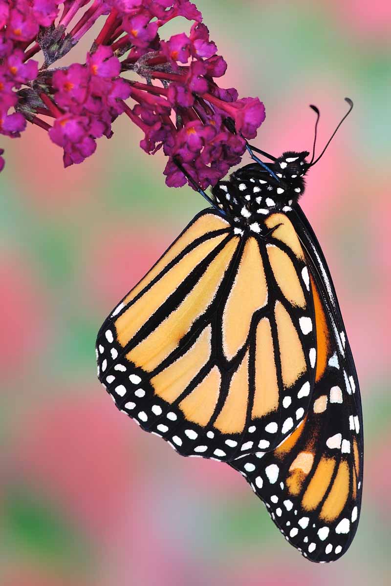 Close up of a Monarch Butterfly on a Buddleia Davidii bush.
