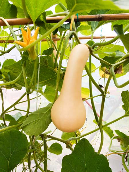 A vertical picture of a butternut squash ripening on the vine, hanging from an overhead trellis in the greenhouse.