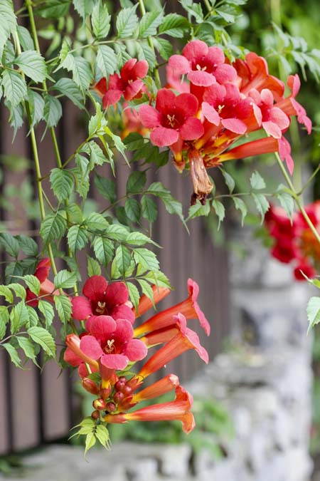 Reddish orange tubular trumpet creeper flowers, growing from long hanging vines, with green foliage.