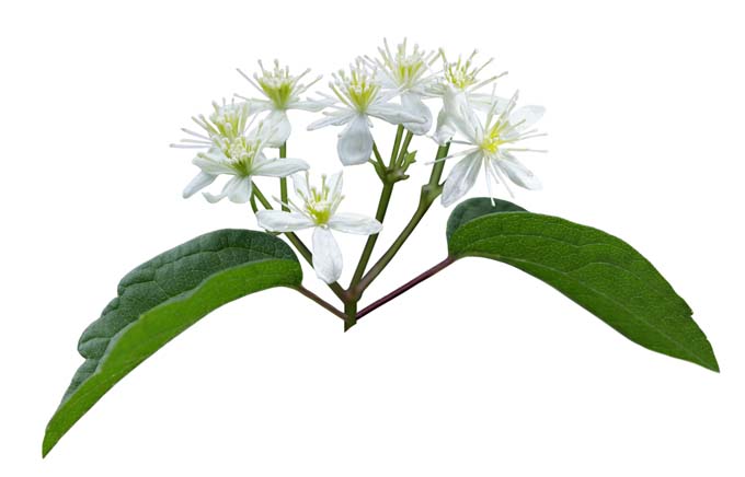 Clematis virginiana L, also known as virgin's bower or devil's darning needles, with white five-petaled blooms and green leaves.