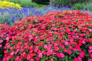Impatients are a popular annual in the south | GardenersPath.com