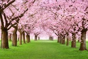 Top Cherry Trees for the South
