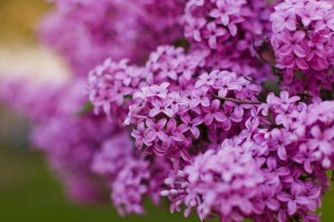 Growing Delicately Blooming Lilacs