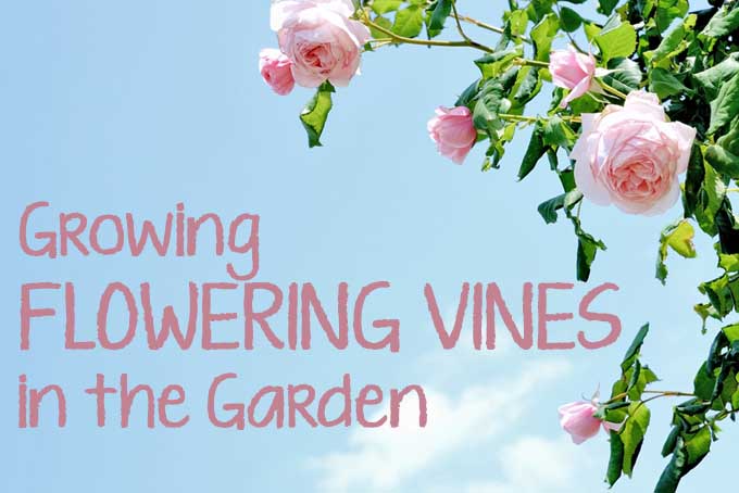 Flowering vines can be a great accent or the focal point in your lawn or garden. Read about which varieties work best and how to choose the appropriate varieties for your area. Read now.
