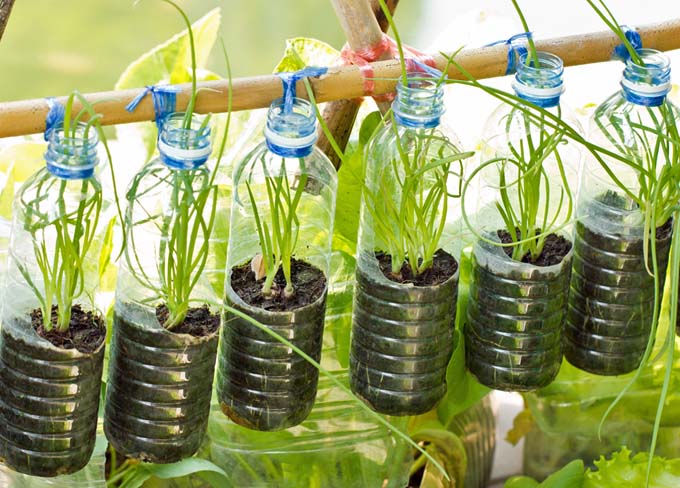 Onions growing vertically in reused plastic water bottles, filled with soil and with holes cut in the sides, suspended from a wooden dowel by plastic ties.