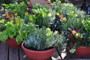 Growing Vegetables in Containers | GardenersPath.com