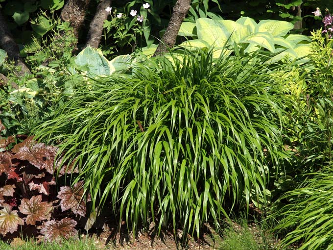 A close up of a large clump of hakonechloa grass, growing in a border in the garden, pictured in bright sunshine on a summer day.