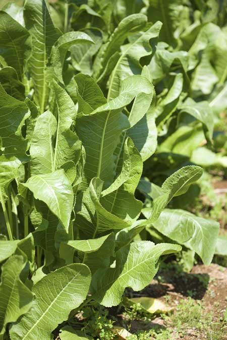 A close up of the green foliage of horseradish plants growing in the garden on a sunny day.