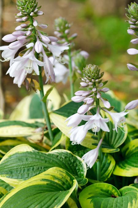 A close up vertical picture of hostas in bloom, with white flowers and variegated green leaves with yellow edges, growing in a shady spot in the garden.