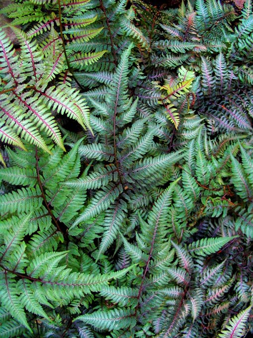 A close up vertical picture of Japanese painted ferns growing in a shady spot in the garden.