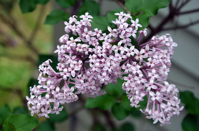 How to Grow Delicately Blooming Lilacs - 94