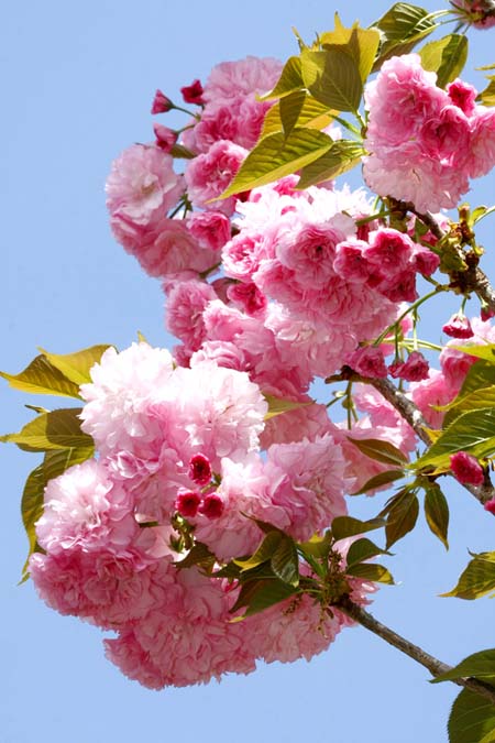 'Kwanzan' cherry blossoms, ruffled with double blossoms, in clusters at the ends of the branches, against a light blue sky, with light green young spring leaves.