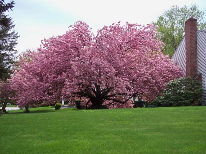 A large 'Kwanzan' tree, with every branch covered in pink blooms, arching in a wide canopy with branches starting close to the ground. With a green manicured lawn in the foreground, and a house with brick chimney and white siding to the right.