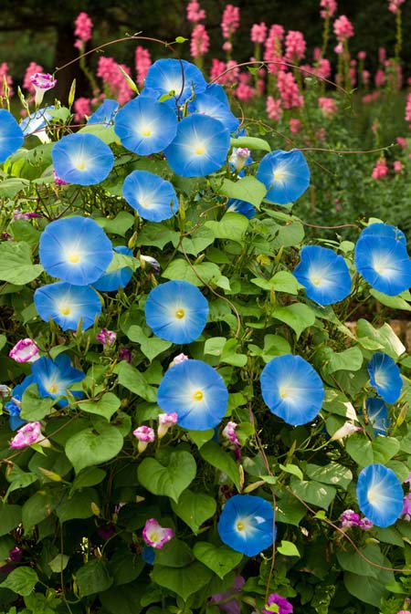 Blue morning glories with yellow and white centers.