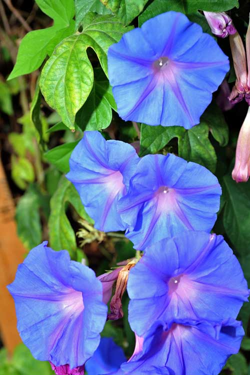A vertical close up picture of bright blue morning glory flowers, contrasting with the green foliage, pictured on a sunny day.