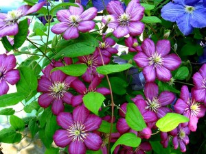 Mulit-color Clematis | GardenersPath.com