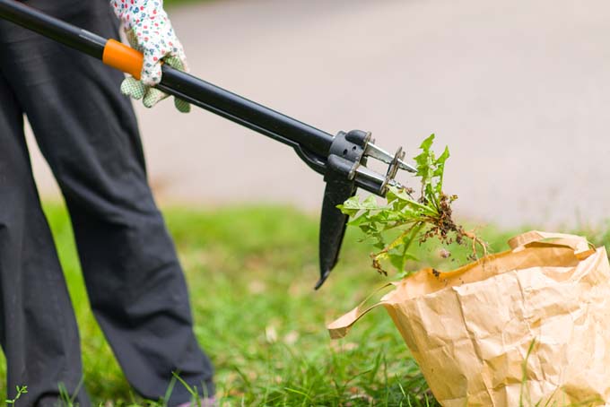 My Thoughts on Weed Removal | GardenersPath.com