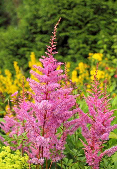 A vertical picture of pink astilbe flowers growing in the garden, with trees and shrubs in soft focus in the background.