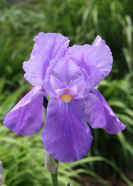 Closeup of a pale violet-colored iris.