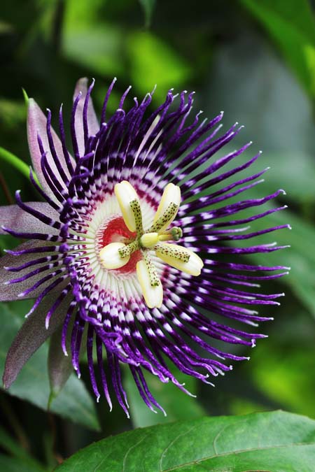 Purple passion flower, Passiflora incarnata.