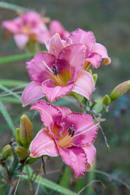 A close up vertical picture of pink daylilies growing in the garden on a soft focus background.