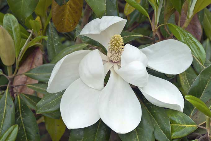 Closeup of a white Southern magnolia blossom.