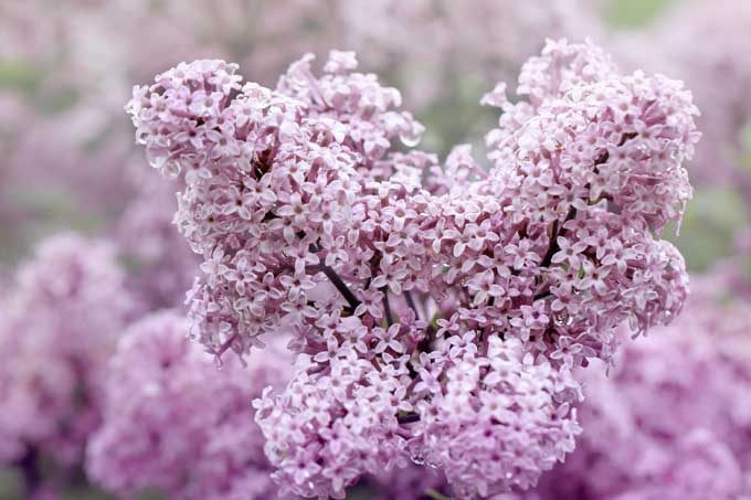How to Grow Delicately Blooming Lilacs - 17